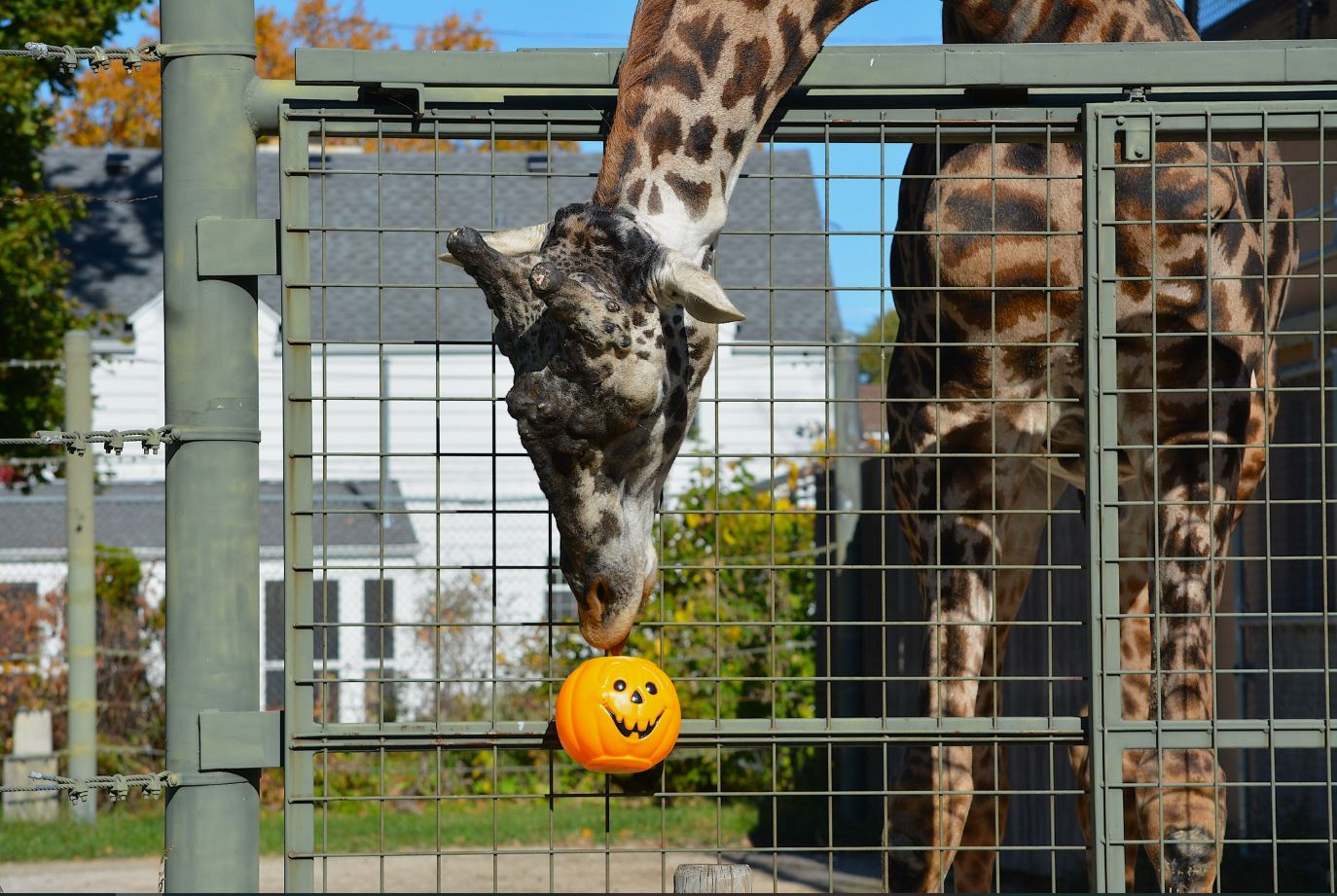 Giraffe standing outdoors at Racine Zoo Wisconsin African exhibit